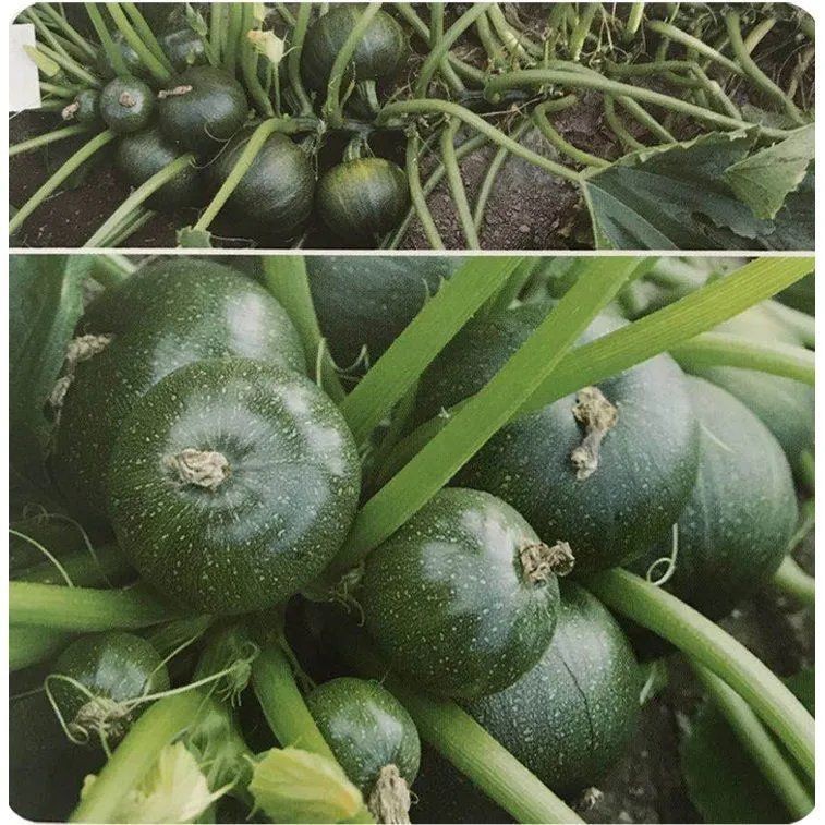 无蔓绿珠早熟小青瓜种子蔬菜嫩南瓜短藤无蔓农家大田高产蔬菜种子 嫩