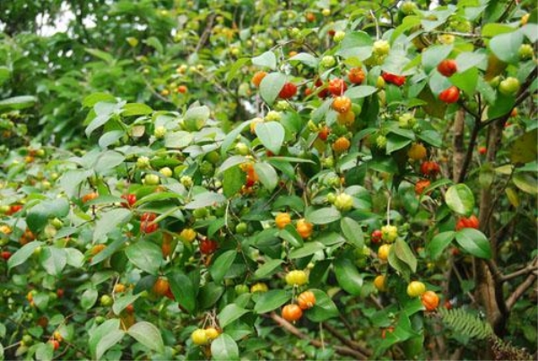 芳皓之睿巴西红果仔树苗 灯笼果树苗 庭院 阳台 盆栽果树红灯笼 果树