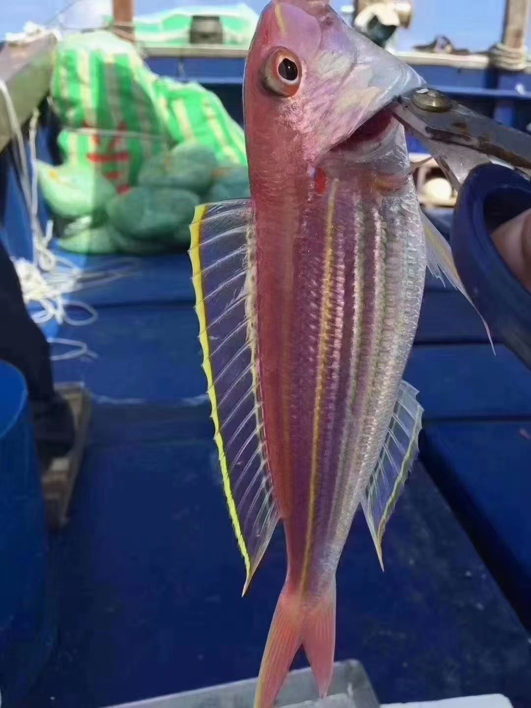 广东海鲜 金丝鱼 深海金线鱼 刀鲤鱼 红杉鱼鲜冻 豪鼎汇生鲜 广东省外