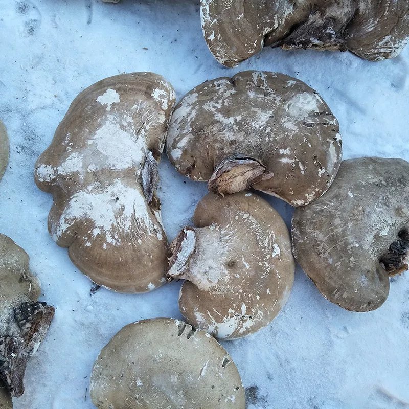 【京选】长白山野生白灵芝 玉芝 野生灵芝 野生白灵芝 白边 灵芝新货