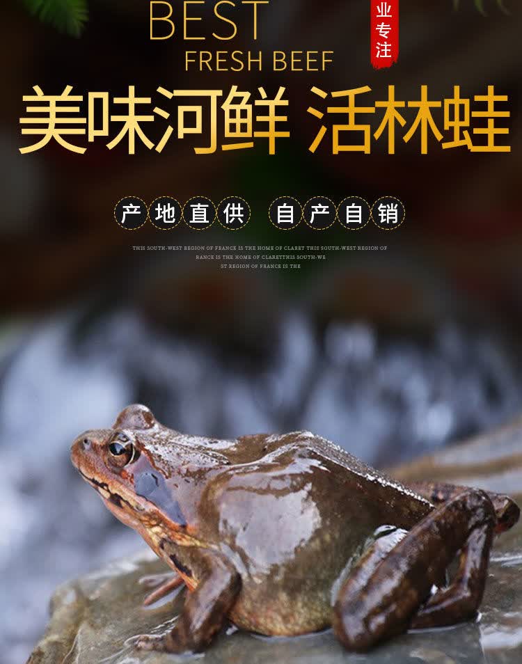 伟博顺丰空运正宗东北林蛙鲜活一斤1213只八钱长白山母豹子活体雪蛤