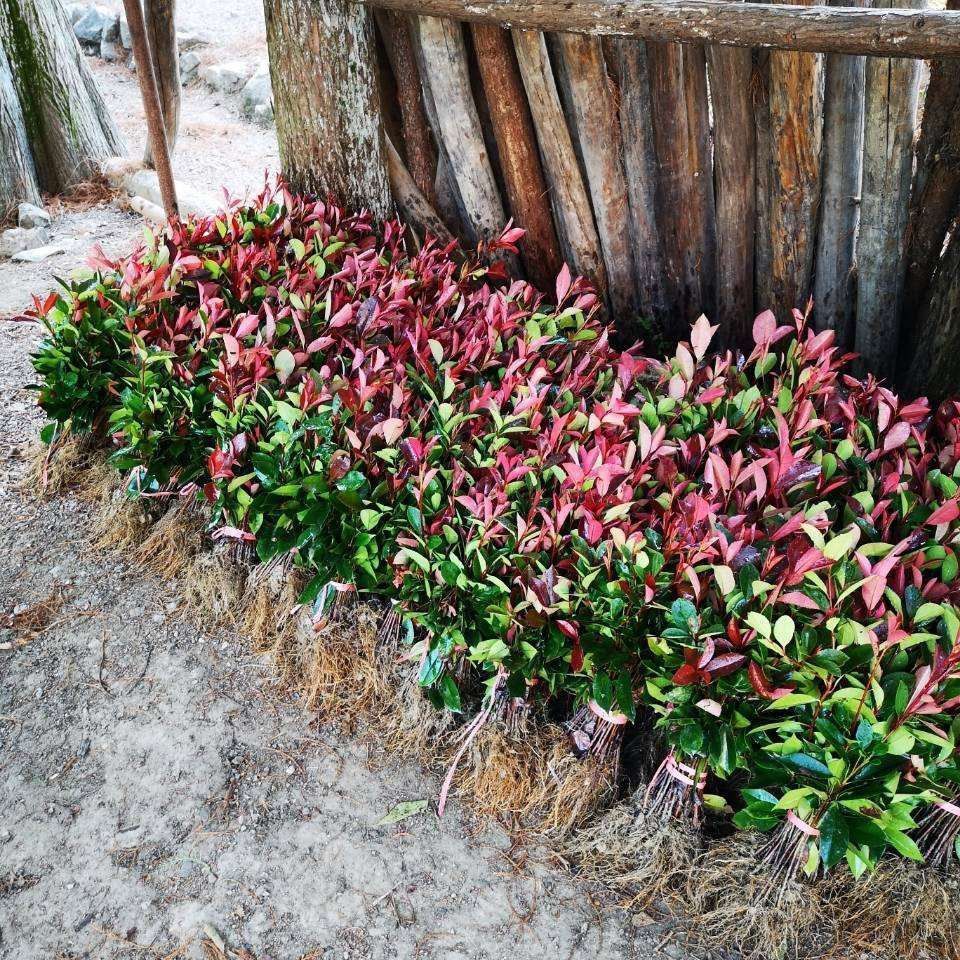 红叶石楠绿化苗 四季常青庭院绿化苗木 树苗红罗宾红叶石楠篱笆苗