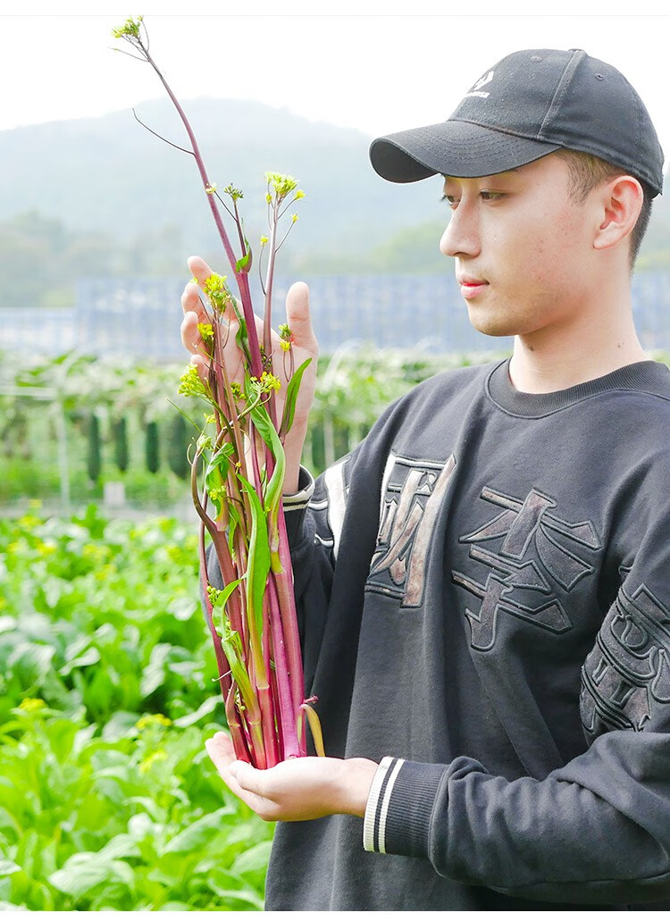 紅菜薹種子種籽孑苗紫廣東武漢菜心紫菜薹四季增城遲蔬菜甜南方秧增城