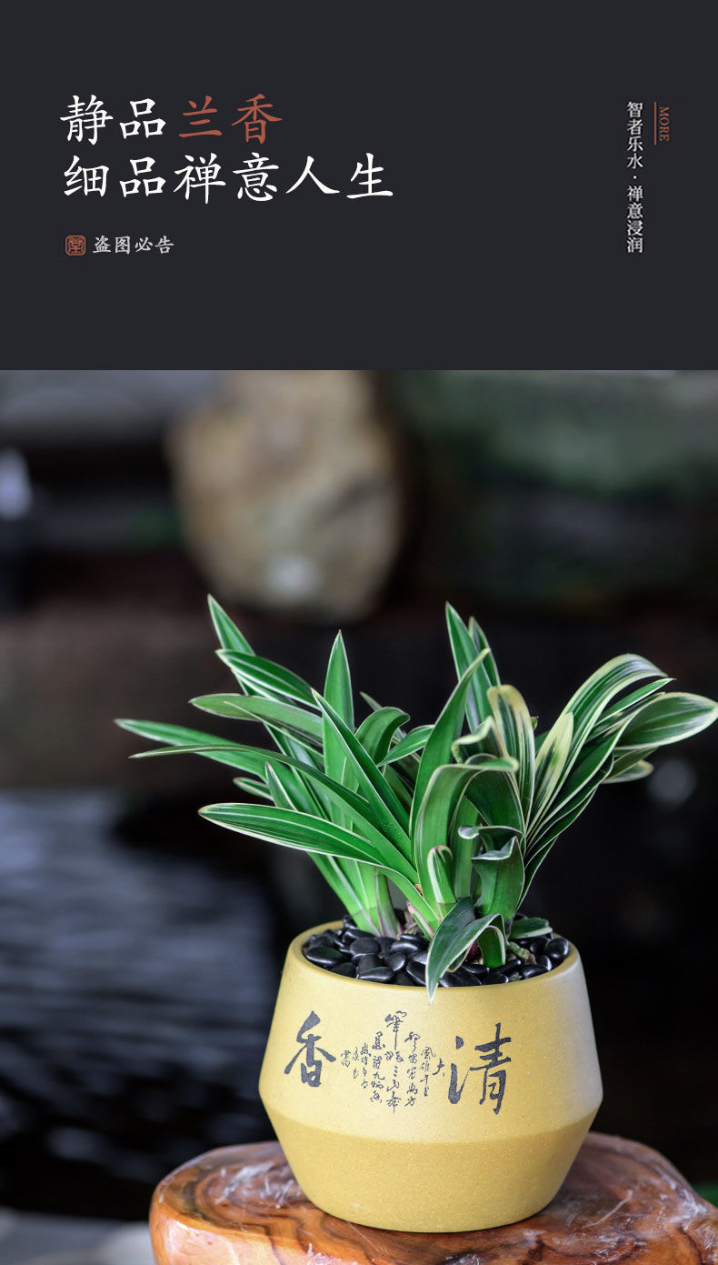 云仓发货浓香型中国龙金边矮种兰花苗名贵室内客厅办公室盆栽花卉绿植