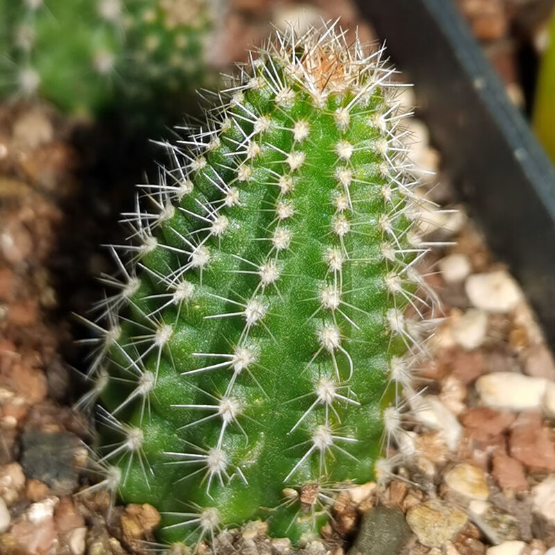 白檀属仙人球进口杂交爱开花优先发带花苞防辐射净化空气花色对版爱