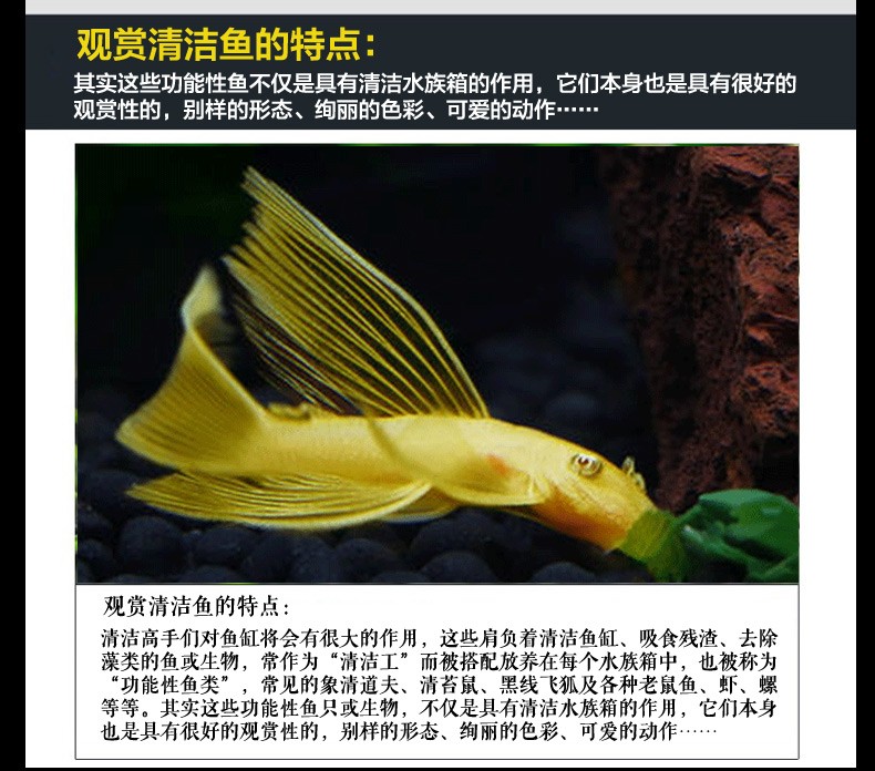 雲峰海瑞清潔魚清道夫魚活體熱帶魚觀賞魚水族寵物工具魚清潔魚垃圾魚