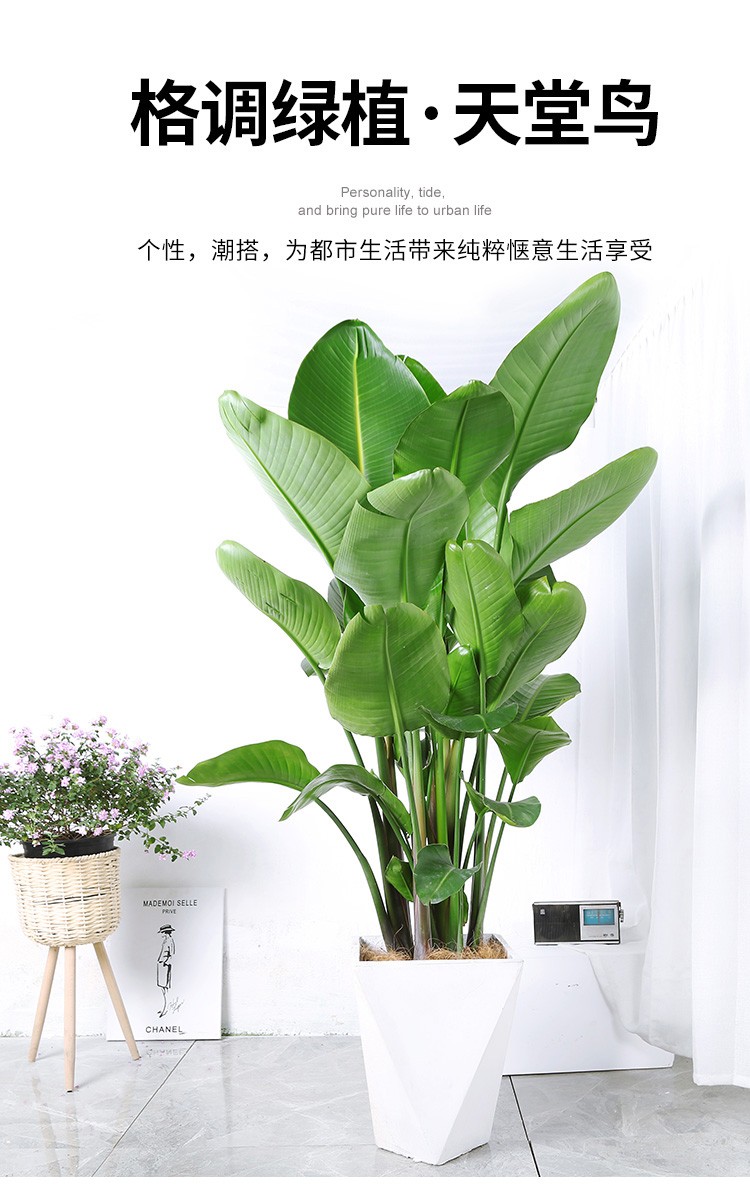 云仓发货鹤望兰天堂鸟盆栽大型植物室内客厅净化空气吸甲醛办公室花卉