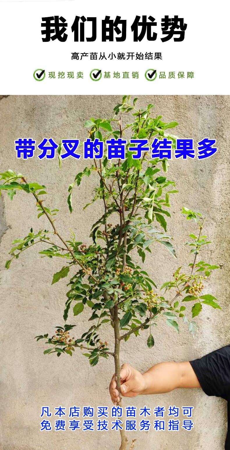 花椒苗树大红袍花椒树小苗无刺花椒四川藤椒盆栽地栽食用当年结果 大