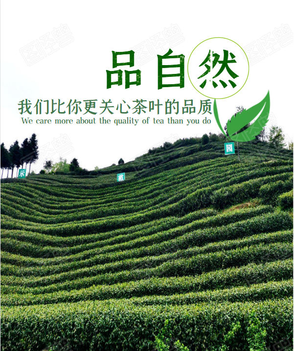 陕西安康紫阳富硒茶 绿茶组合300g 绿茶组合【图片 价格 品牌 报价】