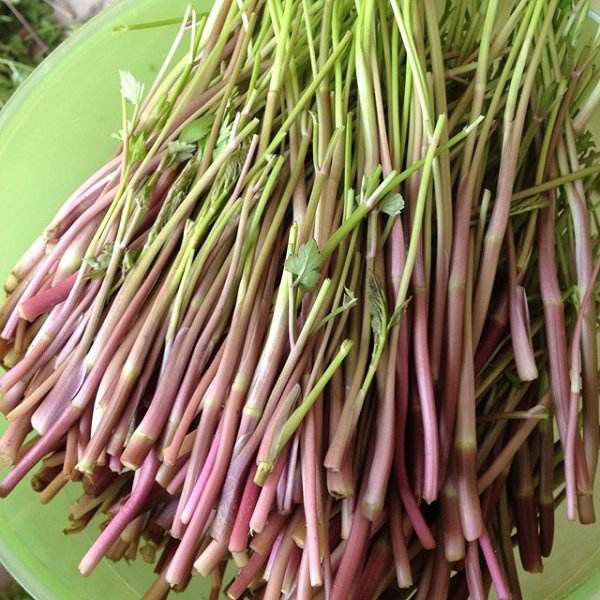 野生水芹菜洪湖特产洪湖原生态自然绿色蔬菜新鲜清香河芹 野生水芹菜1
