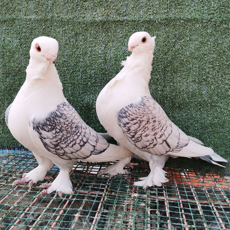 鸽子活宠物鸽摩登那淑女点子两头乌各种观赏鸽青年种鸽成年鸽 火烧云