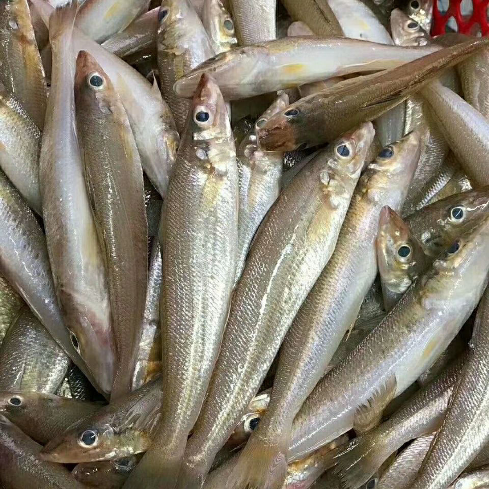 新鲜鲜冻沙丁鱼海鱼海鲜海捕萨丁鱼沙尖鱼1斤3斤 4斤【图片 价格