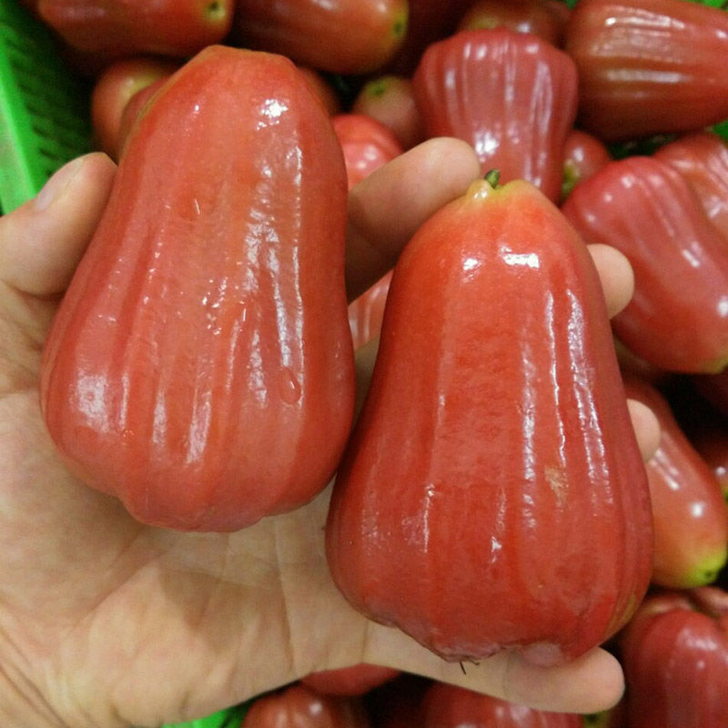 台湾十大特产水果图片