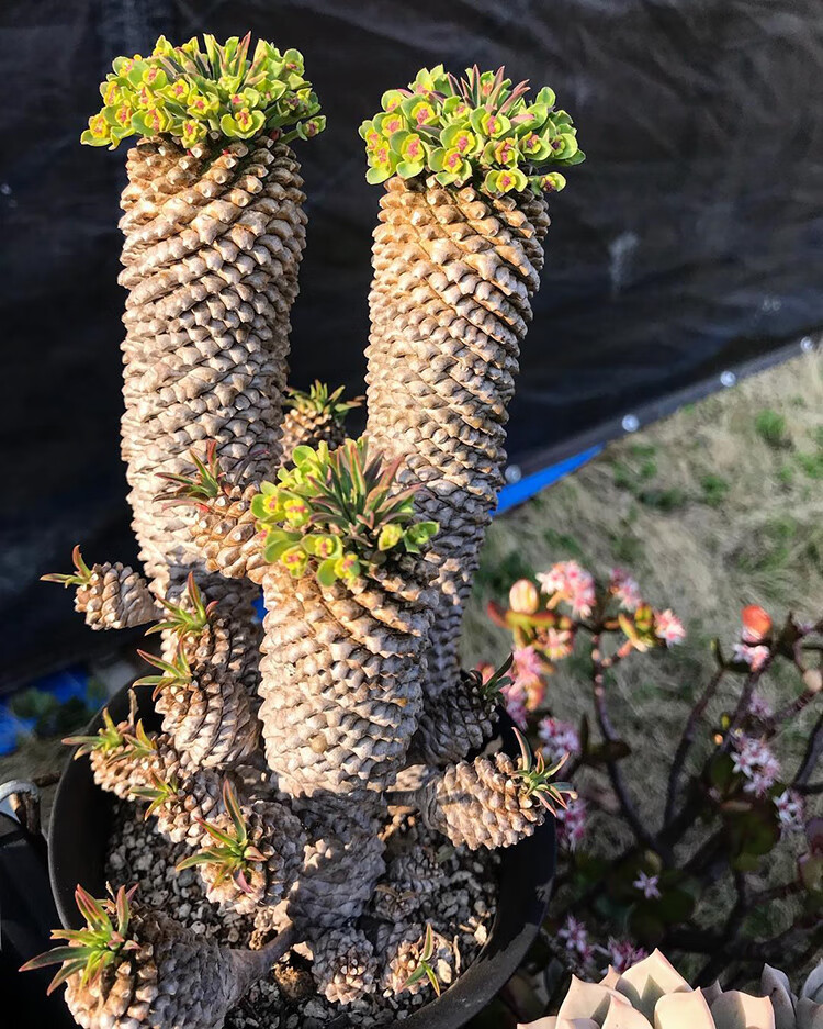 园艺铁甲麒麟大戟科稀有块根群生菠萝头老桩多肉紫罗兰65号峨眉山裸根