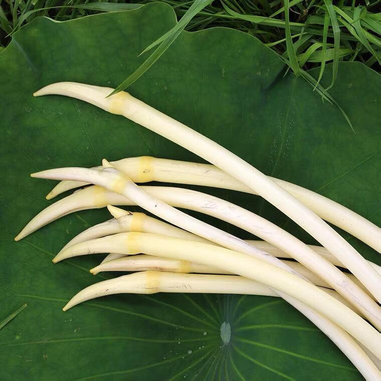 湖北特产洪湖新鲜藕带藕肠子藕尖莲藕梢子莲藕现摘蔬