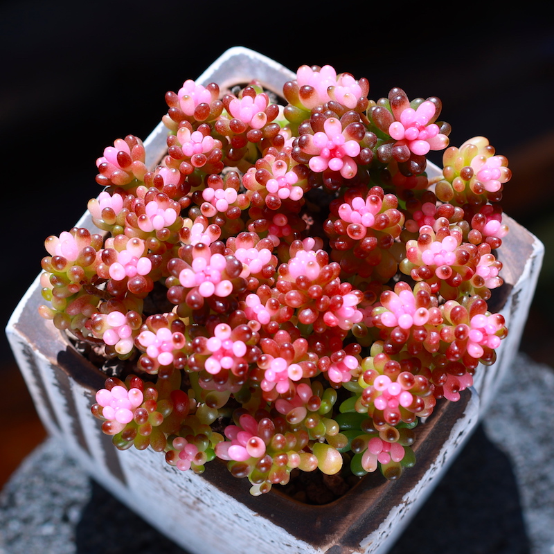 迷你浆果多肉植物 彩色浆果盆栽绿植花卉老桩组合室内肉肉植物好养