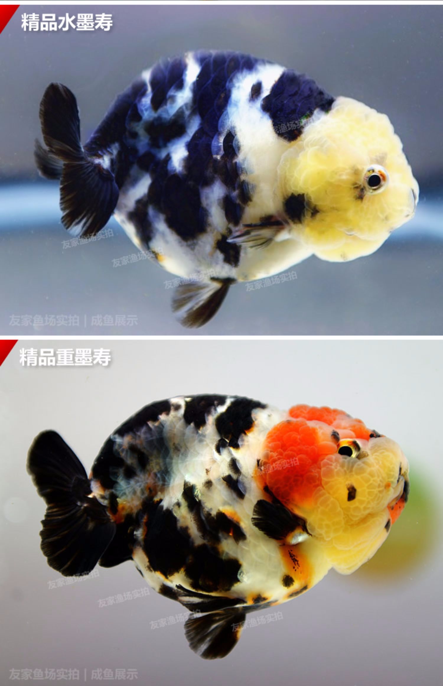 兰寿活鱼精品小尾重墨水墨玉兔奶牛三色黑赛级观赏鱼蓝瘦鱼苗67cm精品