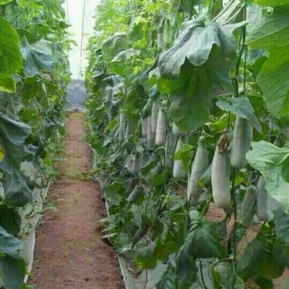 【礼盒装】羊角蜜山东寿光大棚香瓜新鲜甜水果清甜瓜脆嫩瓜5斤 3斤