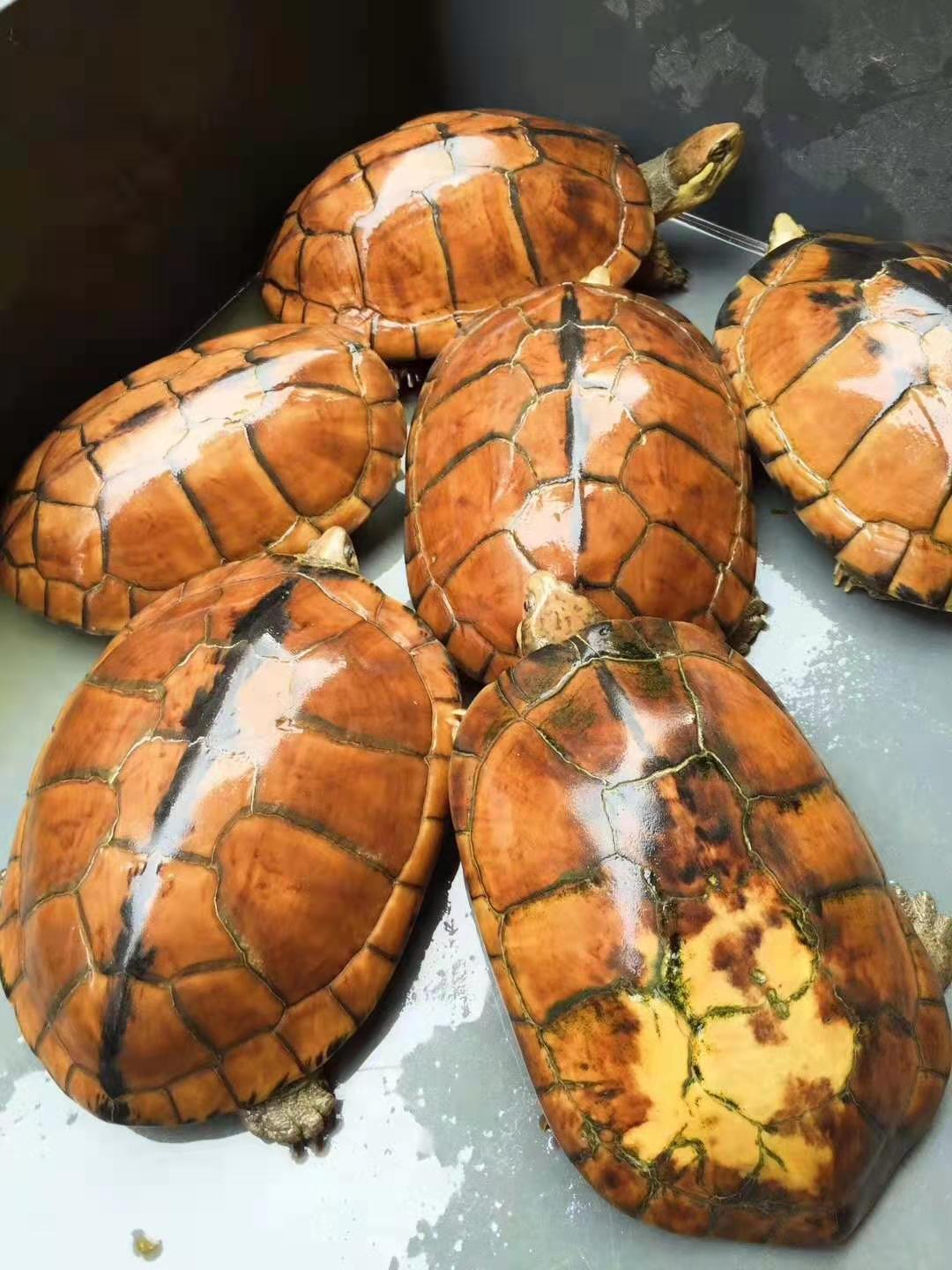 金线长寿龟 南石龟苗 纯南种石金线龟活体镇宅招财宠物龟粮 两只 产蛋