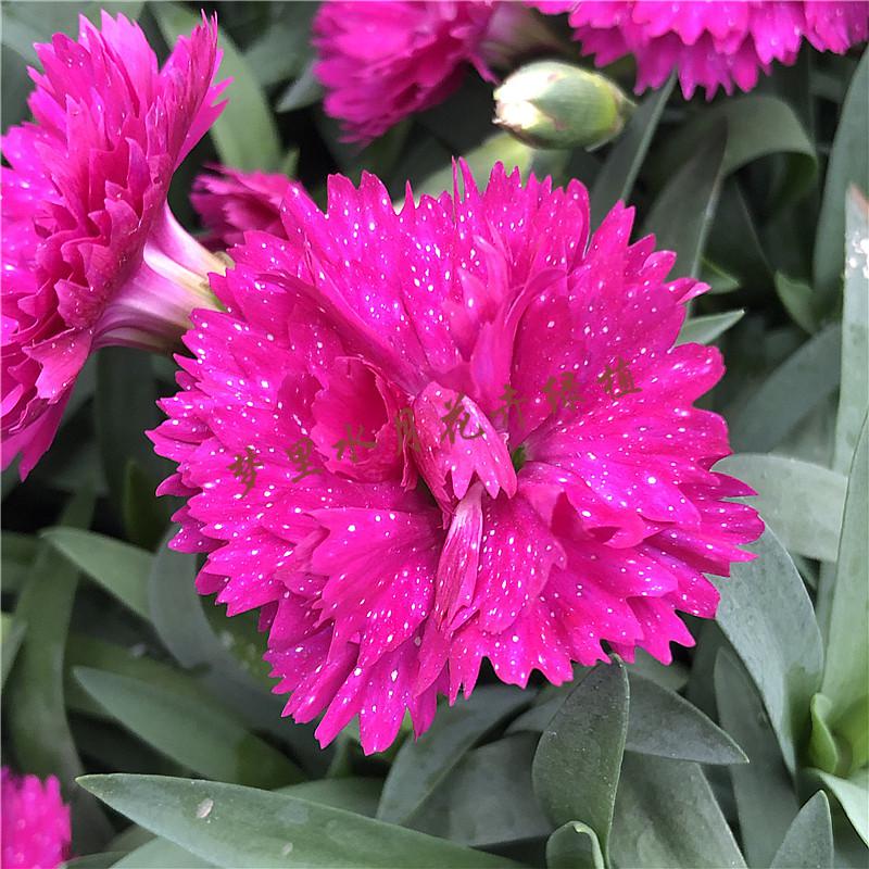 科罗娜大花石竹红色白边 原盆原土【图片 价格 品牌 报价】-京东