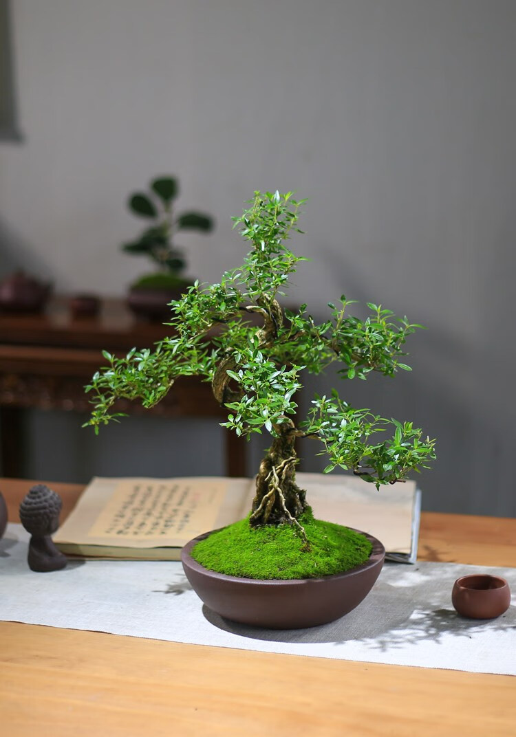 六月雪盆景老桩室内庭院木本花卉精品造型阳台窗台盆栽客厅绿植 绿色