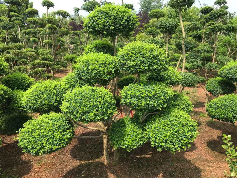 小葉女貞造型樹大型室外盆景樁球形園林景觀綠化植物庭院別墅造景 30