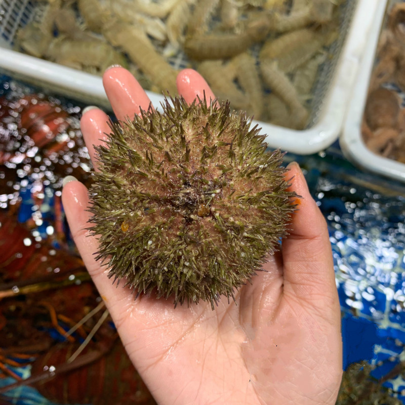 鮮】鮮活大號馬糞海膽500g上海閃送特大紫膽大連北海黃金馬糞海膽刺身