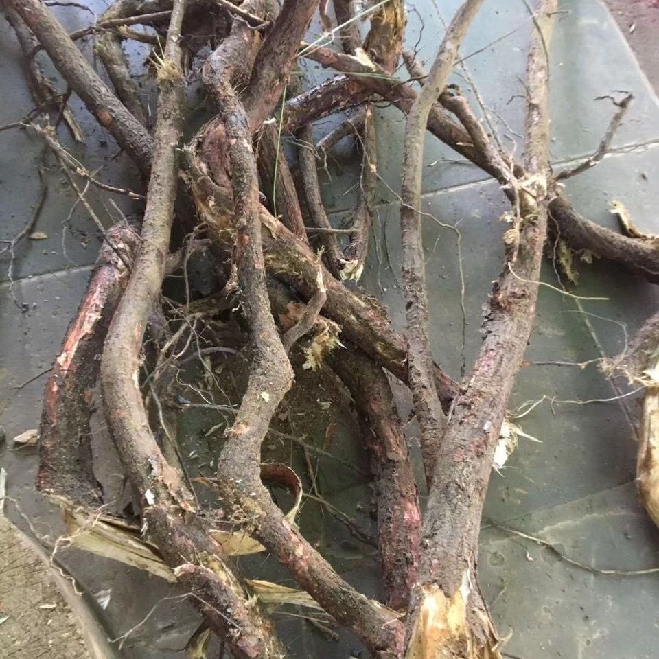 有仁堂中草药苦楝树根苦练树根现采现发500g 500g【图片 价格 品牌