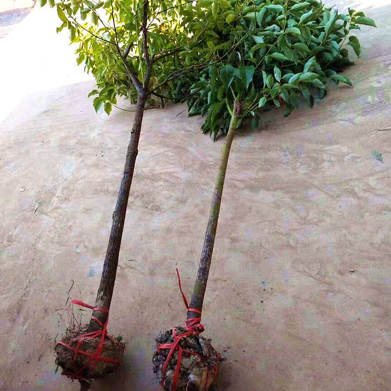 香樟树苗大小叶树苗庭院驱蚊四季常青防蚊虫大型绿化树苗行道树香樟