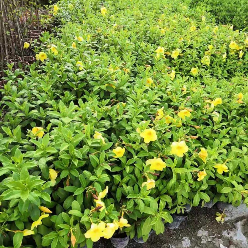 硬枝软枝黄婵花苗带土球易成活四季绿植盆栽花开不断阳台庭院花黄婵花