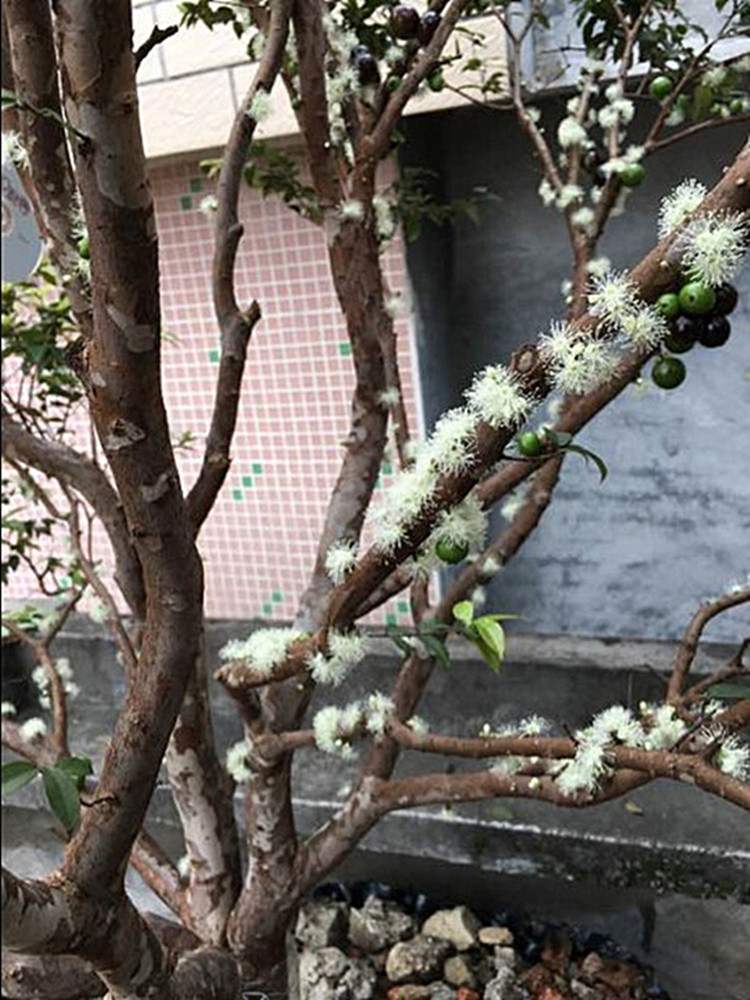 嘉宝果开花怎样浇水图片