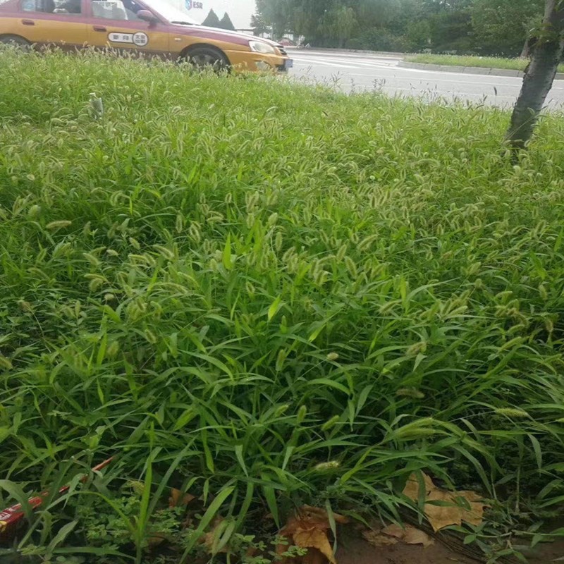 牧草种子狗尾巴草种狗尾草籽多年生耐旱草种护坡杂草观赏草种园林绿化