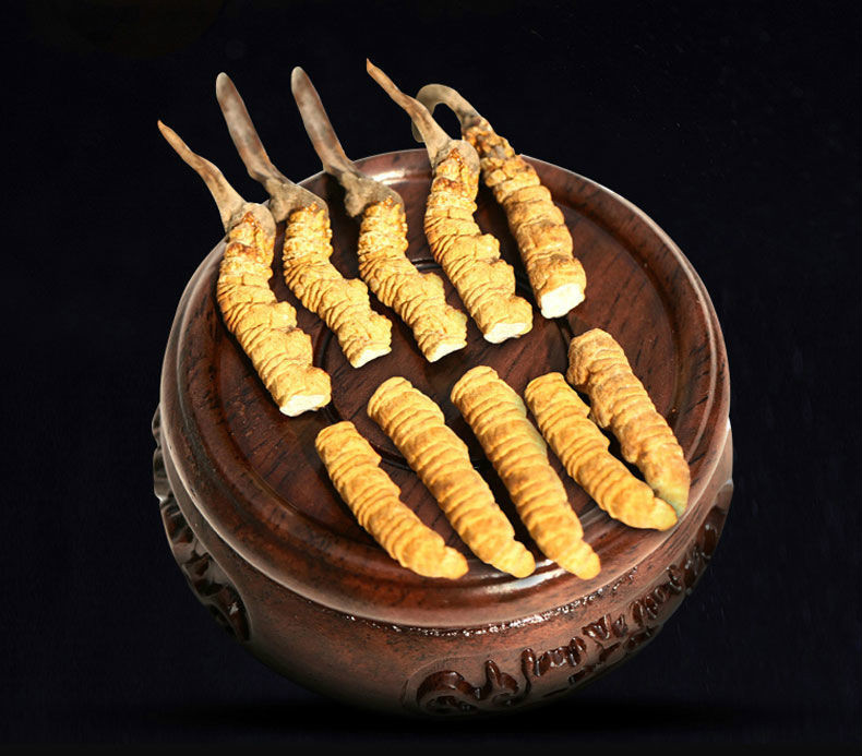 正宗野生冬虫夏草冬虫草断虫草大断虫草藏区甘孜非那曲滋补泡酒虫草茶