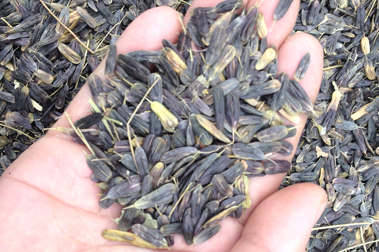 大青叶板蓝根种籽子四季播种植食用山蓝大蓝根种子马蓝根种孑 板蓝根