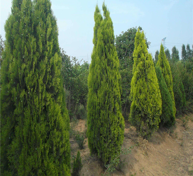 龙柏苗宝塔松树塔柏树侧柏树扁柏树刺柏球松柏树绿化苗木洒金柏球冠幅