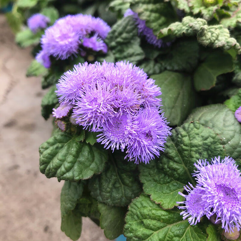 藍冠藿香薊盆栽室內陽臺庭院開花期長多年植物藿香菊花鏡綠植 藿香薊