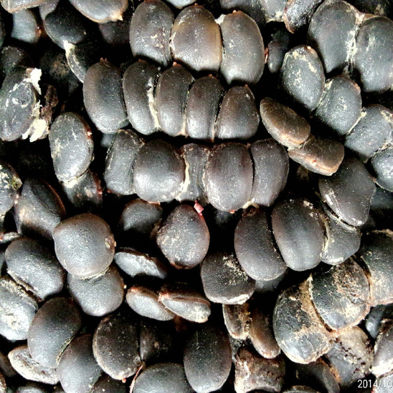 珍贵树种南方菩提树种子金刚菩提子树种缅菩提树的种子绿化树苗种子