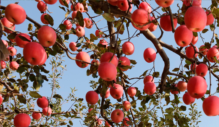 山西平陆当季现摘脆甜多汁红富丑苹果5斤新鲜孕妇水果10斤整箱包z