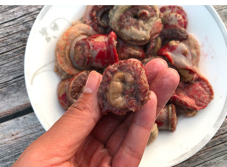 海葵鲜活海腚根新鲜海鲜水产红沙蒜特产野生干海花海肠子煲汤食材 鲜