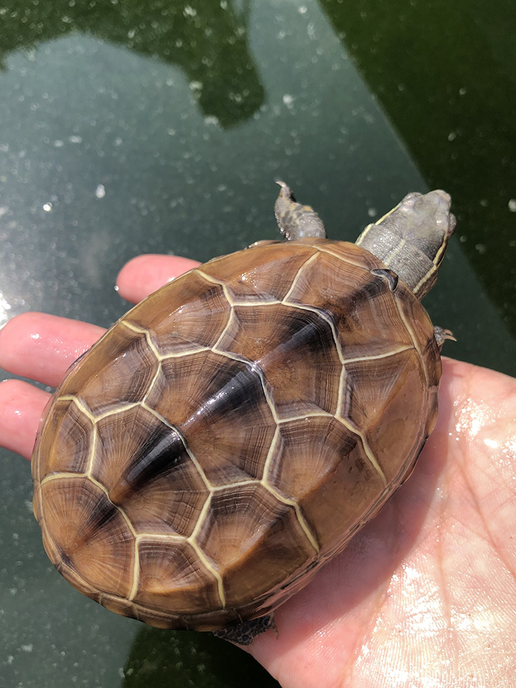 金龟中华金线龟正宗金龟苗宠物小乌龟长寿大龟活物包活 2只(情侣装)