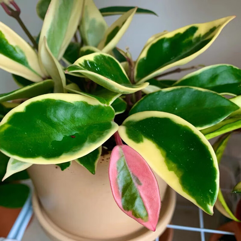 花叶球兰锦三色银斑金边花卉绿植阳台垂吊攀援爬藤盆栽花卉 三色球兰