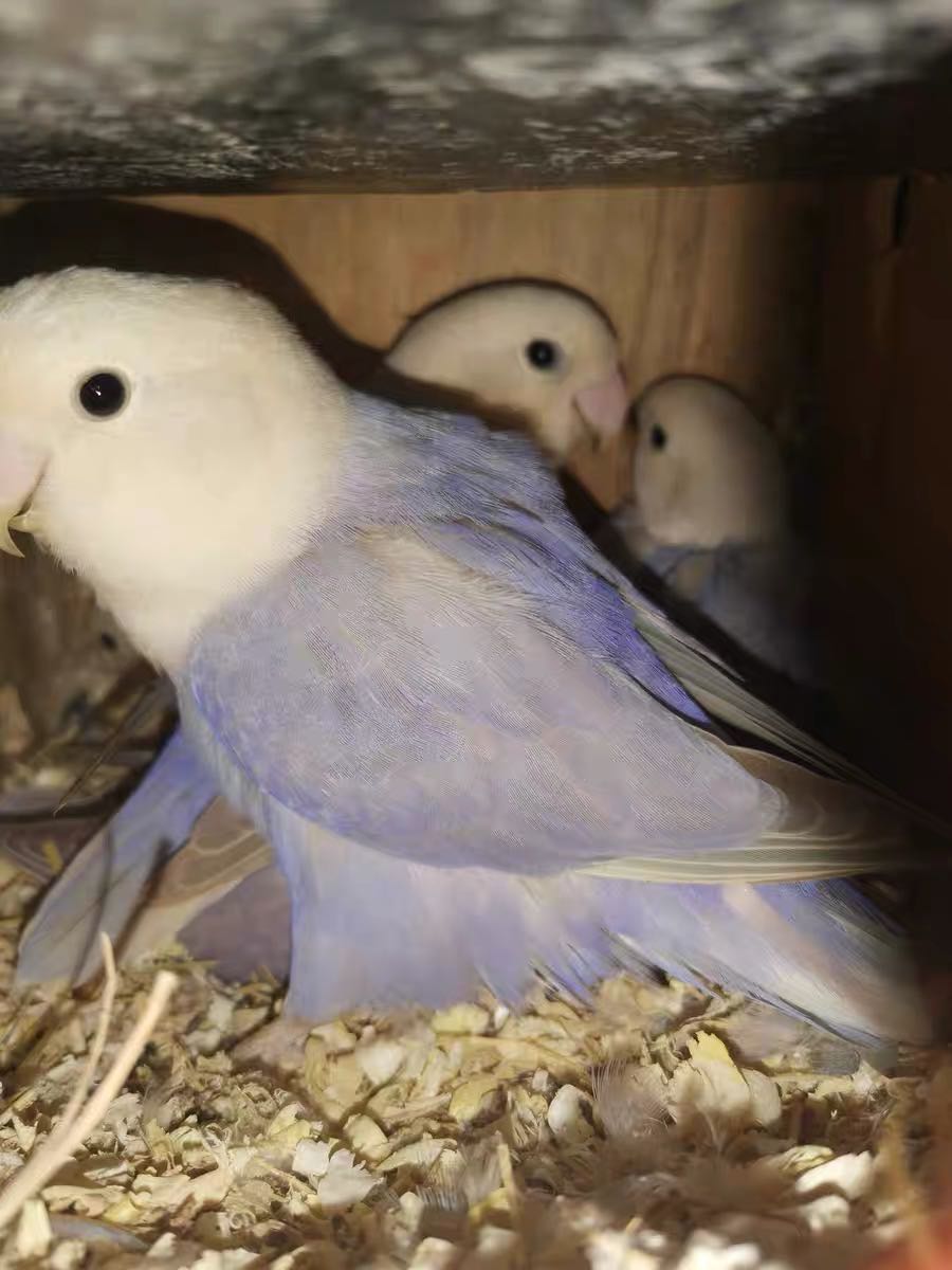 kjhgf合法亲人手养牡丹鹦鹉日本桃宠物鸟观赏鸟爱情鸟 紫色 普通