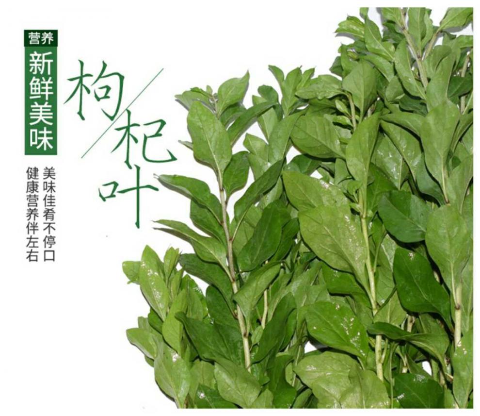 新鮮枸杞葉高山枸杞菜現採帶枝煮湯批發枸杞葉菜1000g