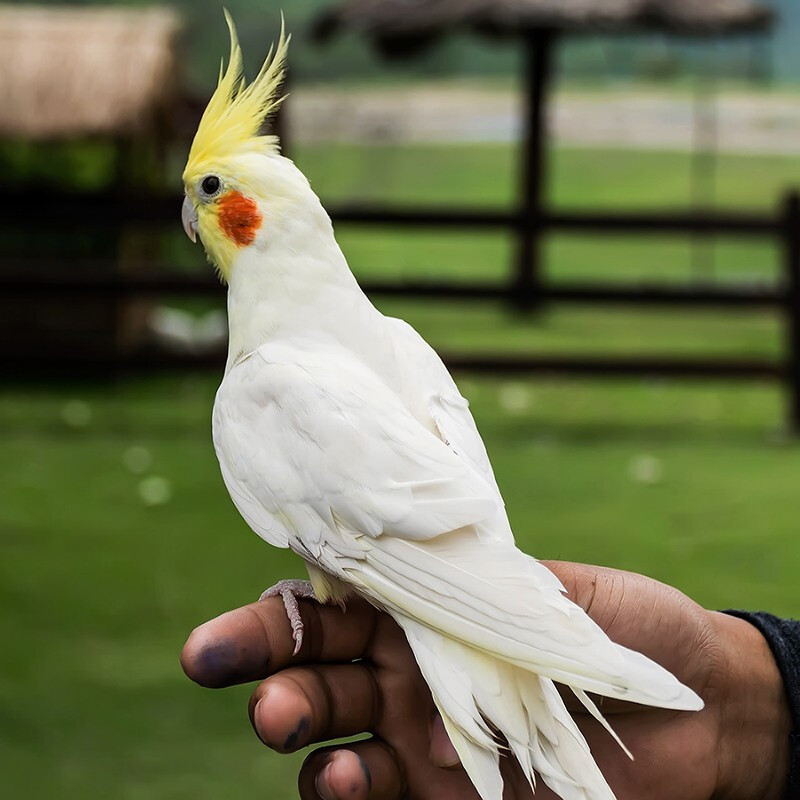 麦叮卡 手养牡丹鹦鹉活体幼鸟亲人可以训练说话的玄凤鹦鹉宠物鸟 精品