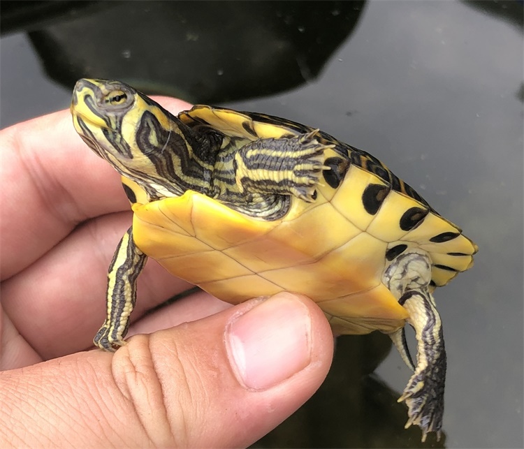 深水龟乌龟活物冷水长寿龟家养宠物观赏小乌龟 普通多点黄耳 1只单身