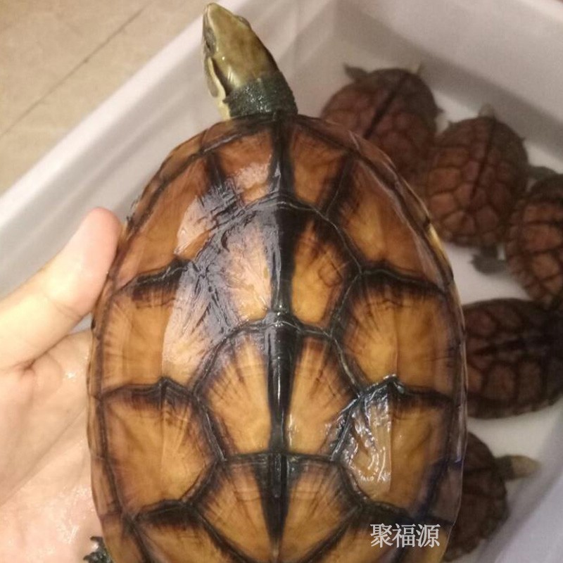 金石龟黄侯三黄石金龟黄金金头龟活体观赏宠物龟越南种黄侯龟黄金龟苗