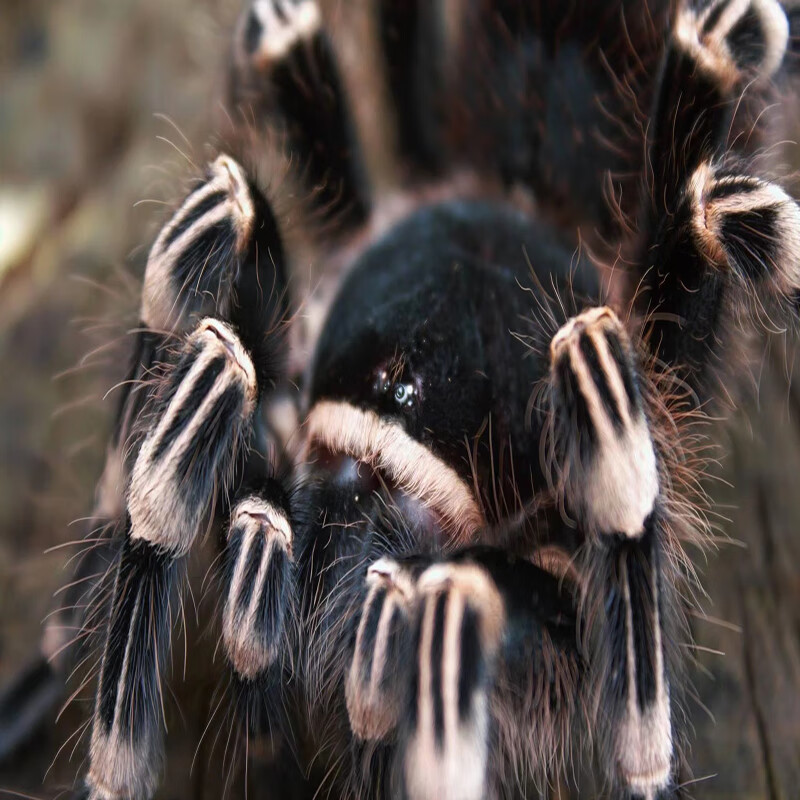 爬宠巴西巨人白漆白7头白膝头蜘蛛新手活体宠物 4-5厘米无套餐【图片