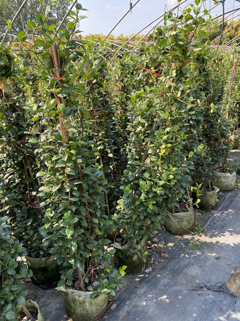 四季耐寒爬藤植物盆栽意大利络石藤风车茉莉浓香易养常绿阳台庭院 6年