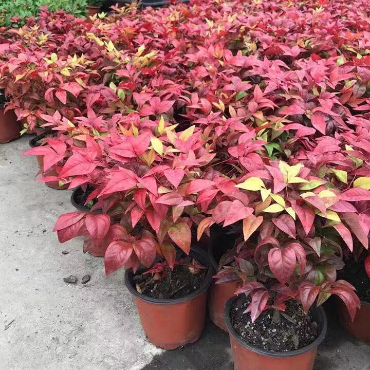 园艺红叶南天竹盆栽大火焰冬季耐寒耐热花卉绿植物阳台红天竺 火焰南