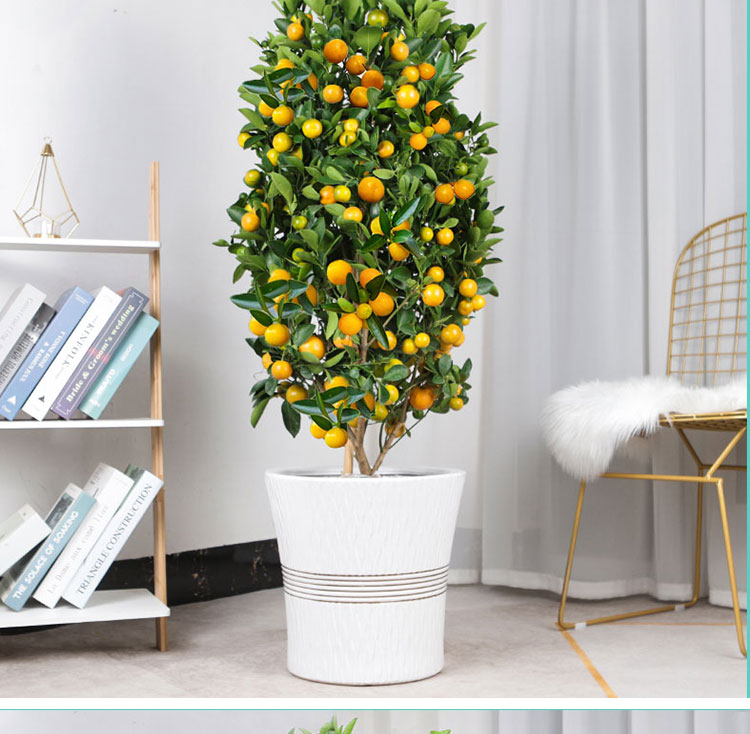 四季金桔盆栽带果年宵花新年开业乔迁金桔大型室内客厅装饰四季桔